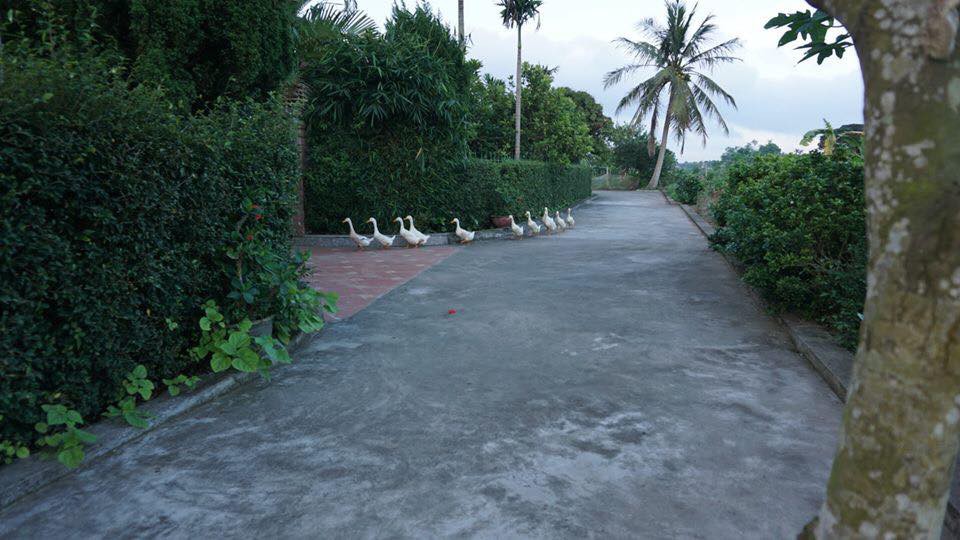 Đàn vịt hot nhất MXH: Tự chăn nhau khỏi cần chủ, điểm danh thiếu đứa nào là cả đàn cùng đi tìm bằng được